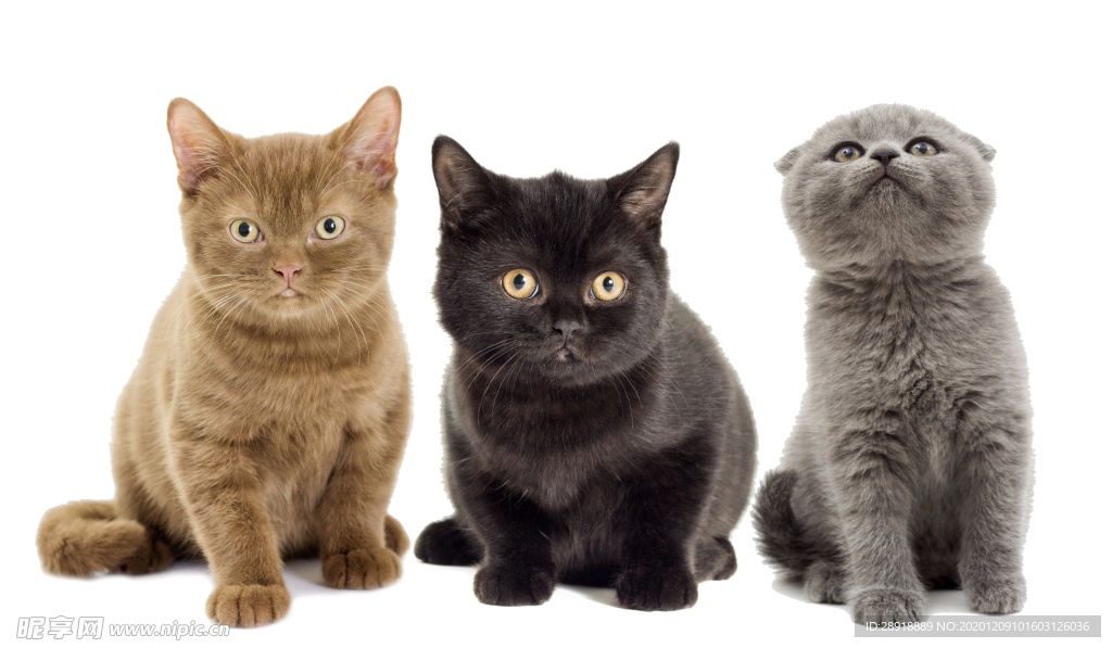 小猫