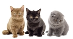 小猫