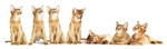 小猫