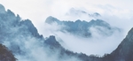 迷雾树林