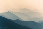 迷雾树林