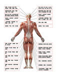 人体关节肌肉组织图