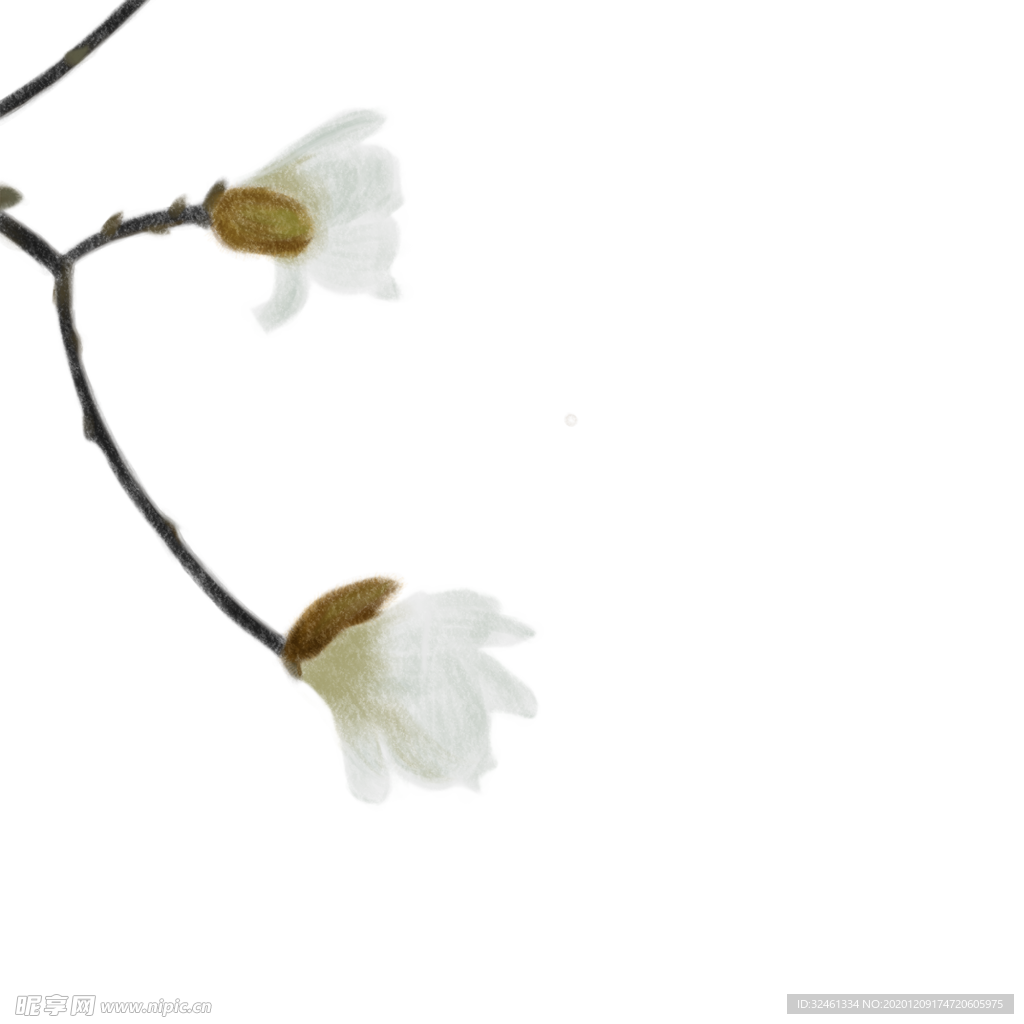 一支白色花朵png