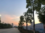 街道林荫