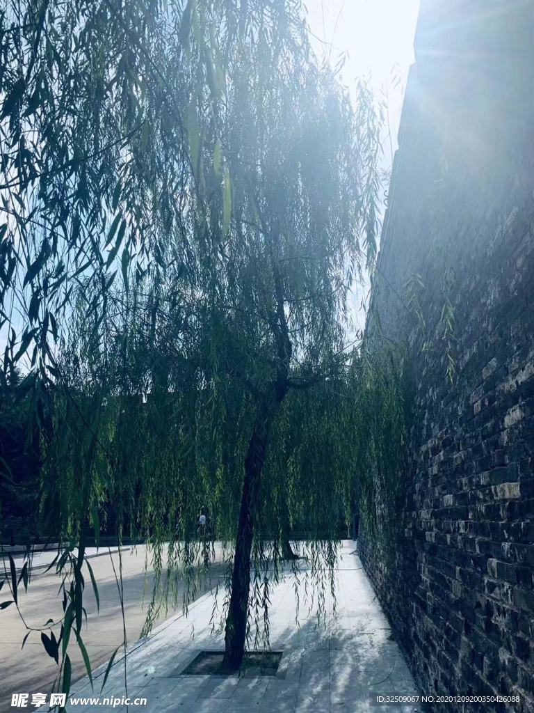 柳树