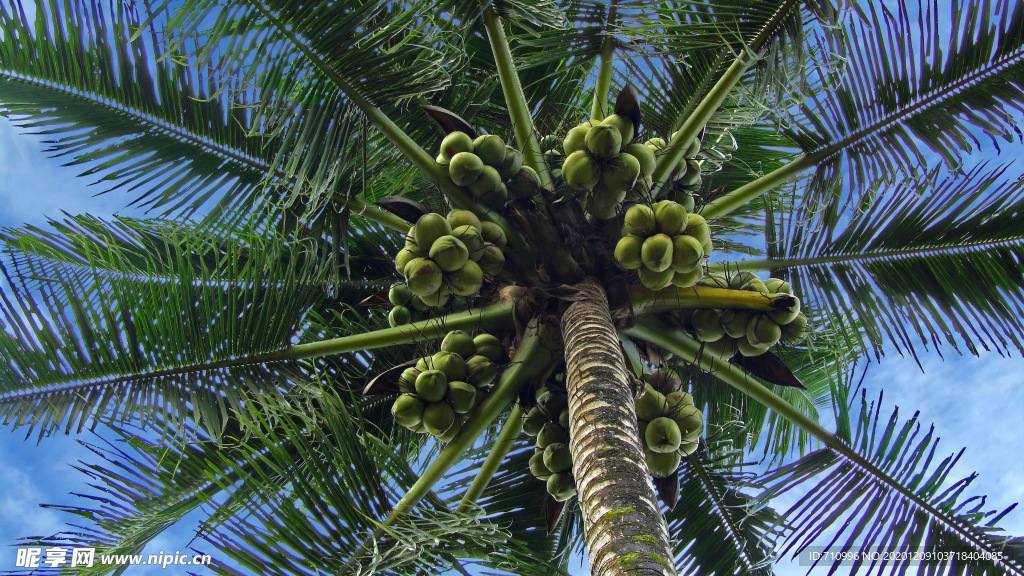 椰树上的椰子