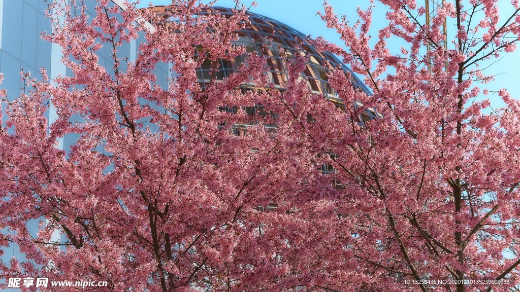 粉色花朵植物树枝背景