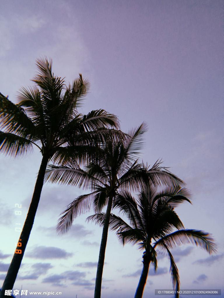 棕榈树