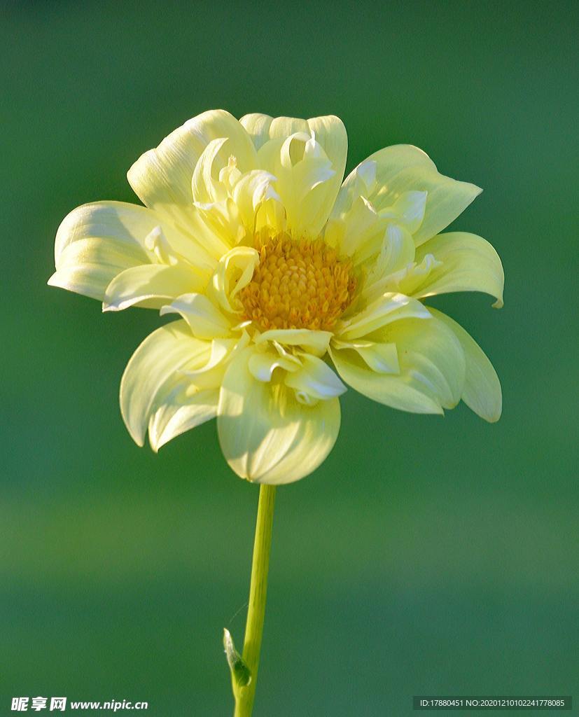 花卉