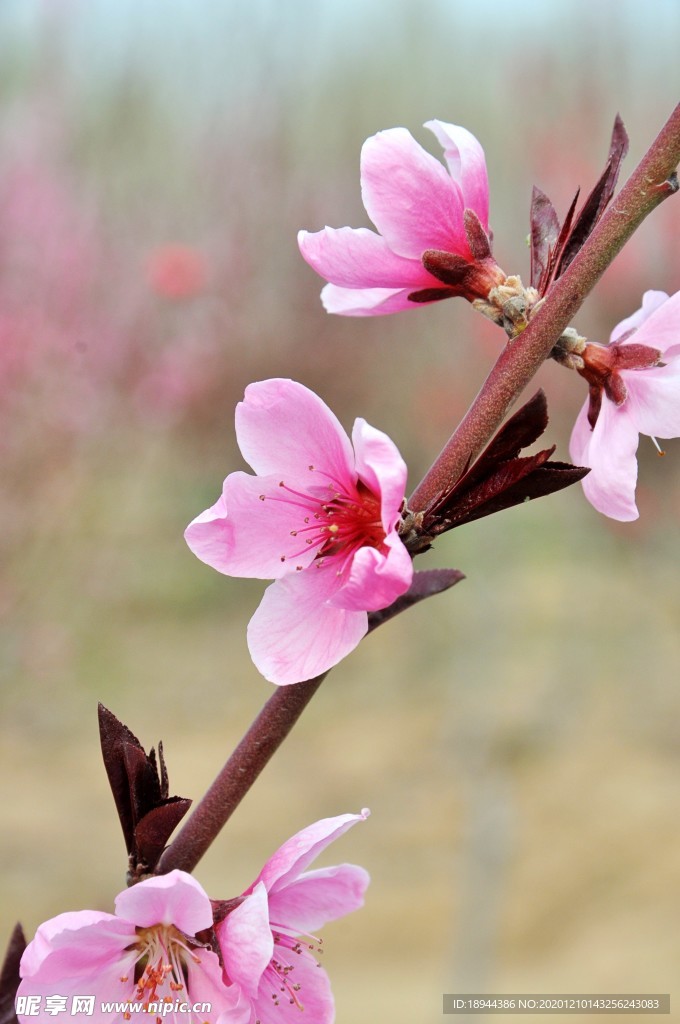 花卉 花头 桃花