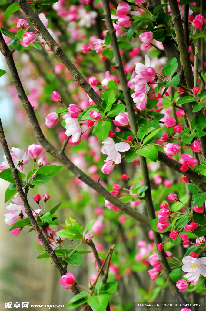 花卉 桃花 海棠花