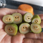 枷榄