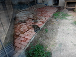 猩猩