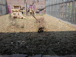 猩猩