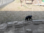 猩猩