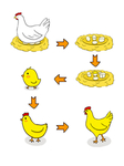 卡通鸡成长