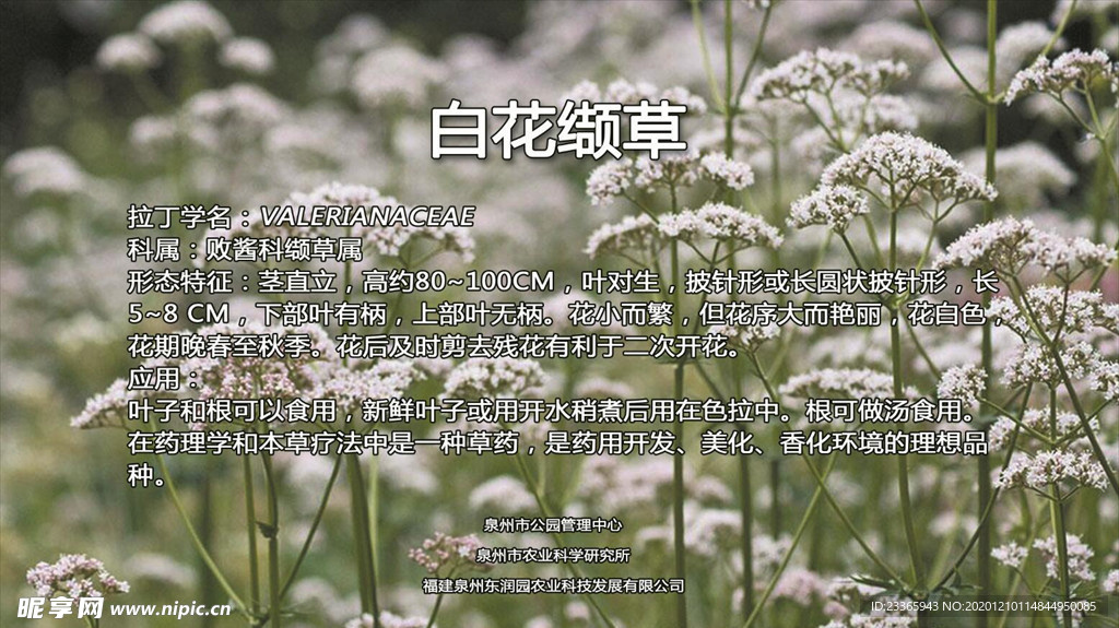 白花缬草