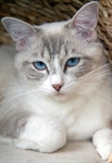 猫