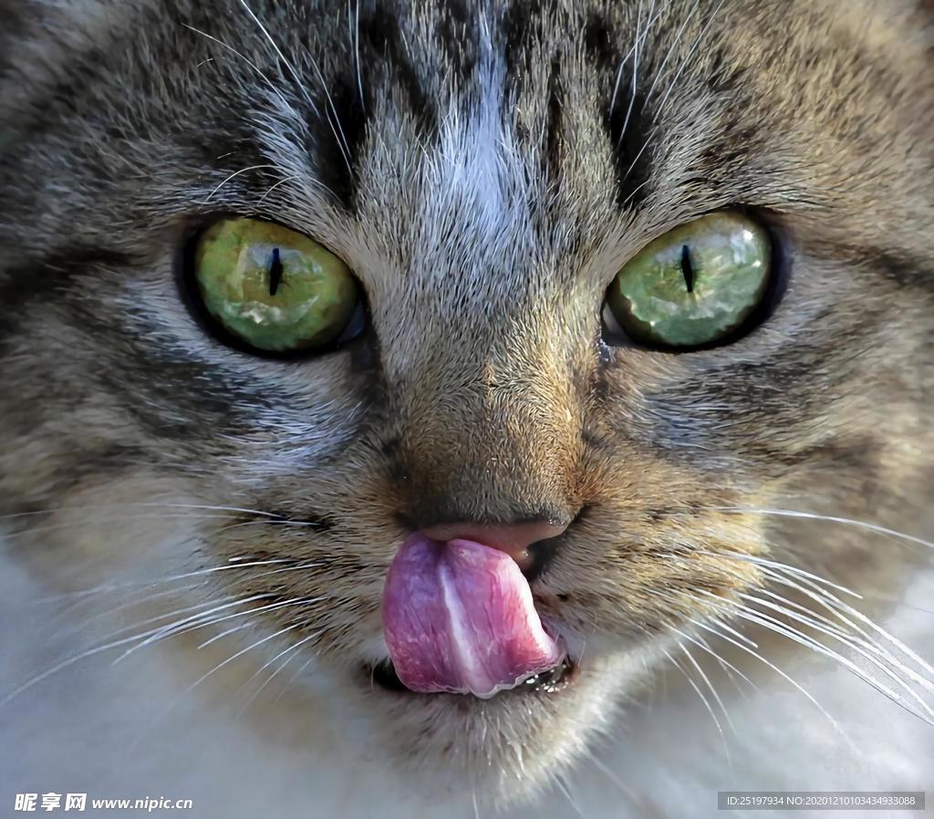 猫