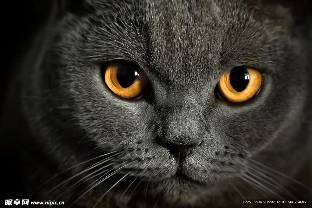 猫
