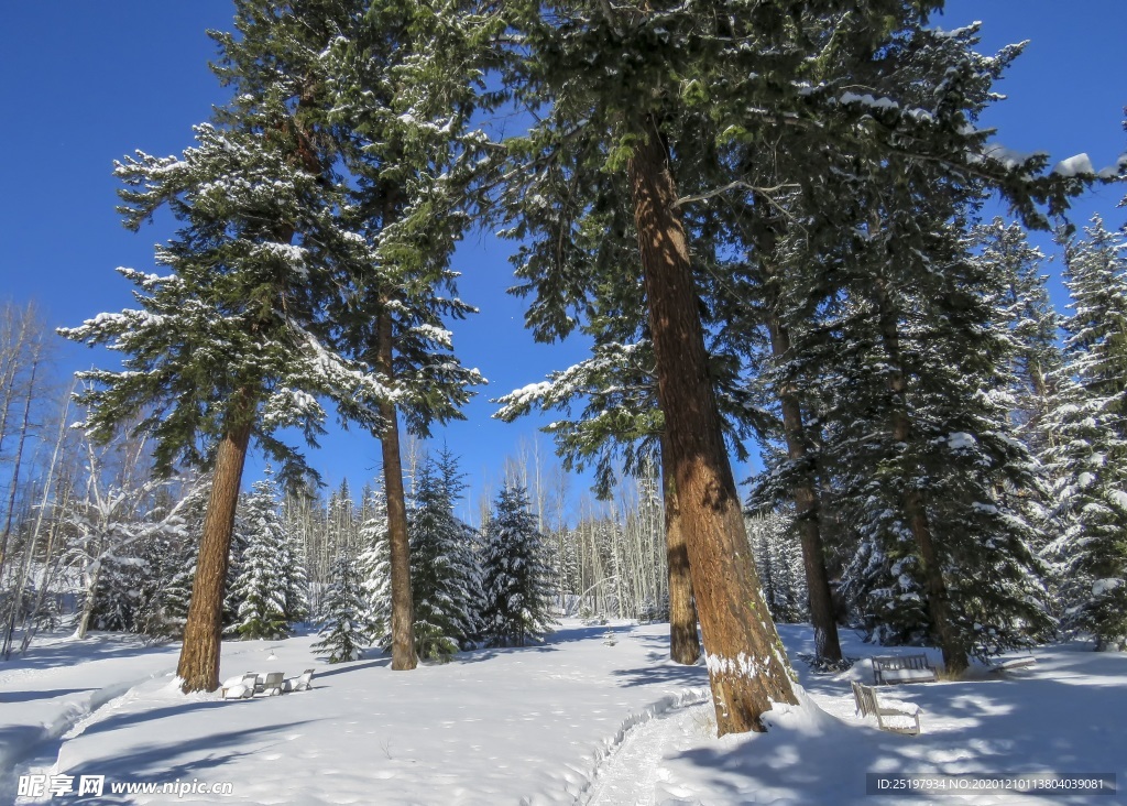 雪景