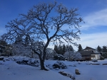 雪景