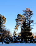 雪景