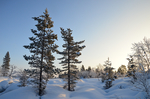 雪景