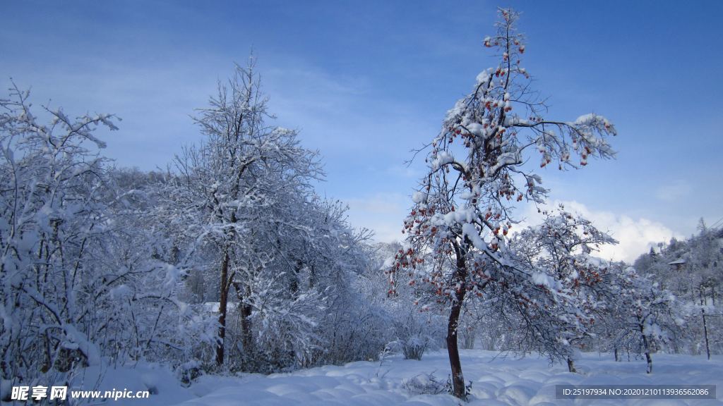 雪景