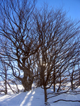 雪景