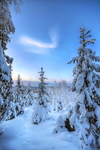雪景