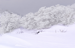 雪景