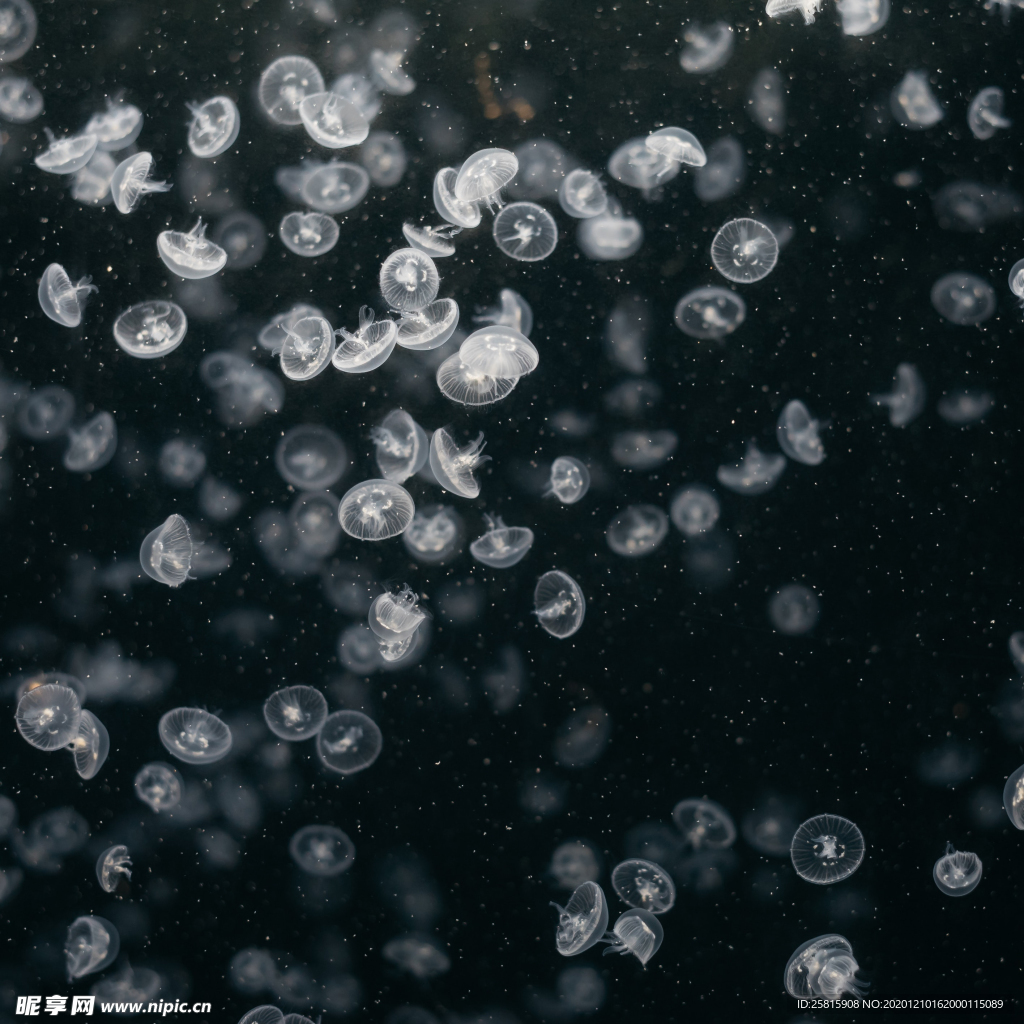 水母