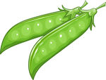矢量手绘豌豆荚