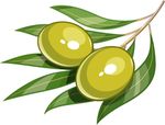 矢量手绘枣