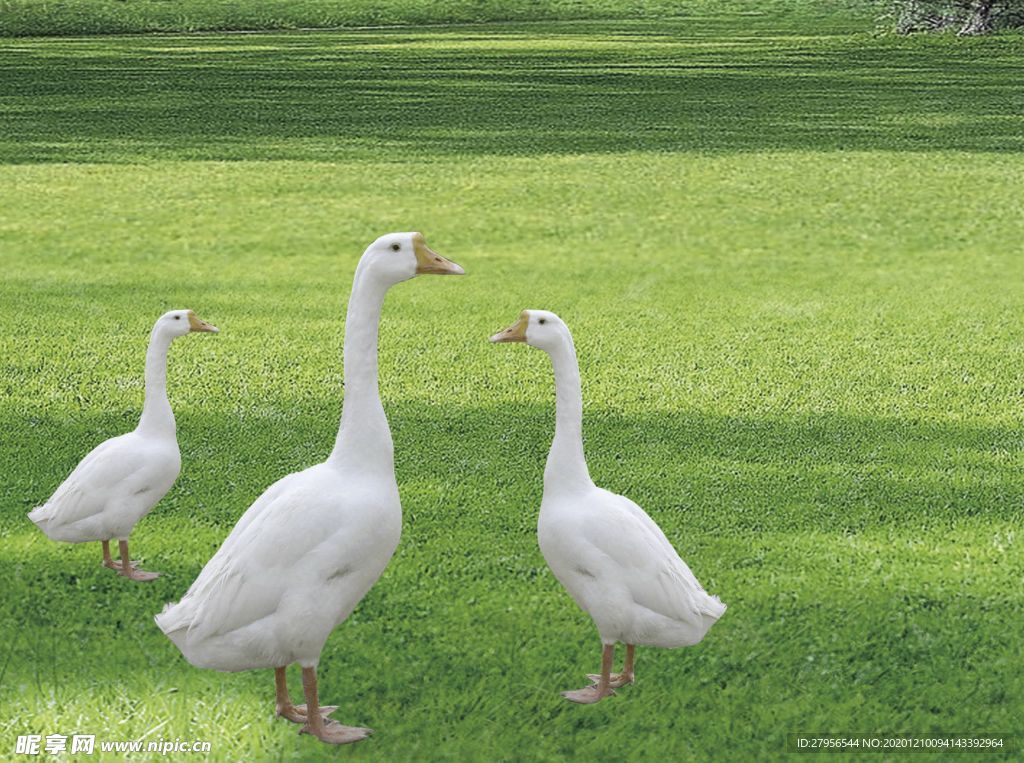 大鹅