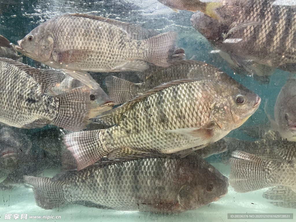 罗非鱼