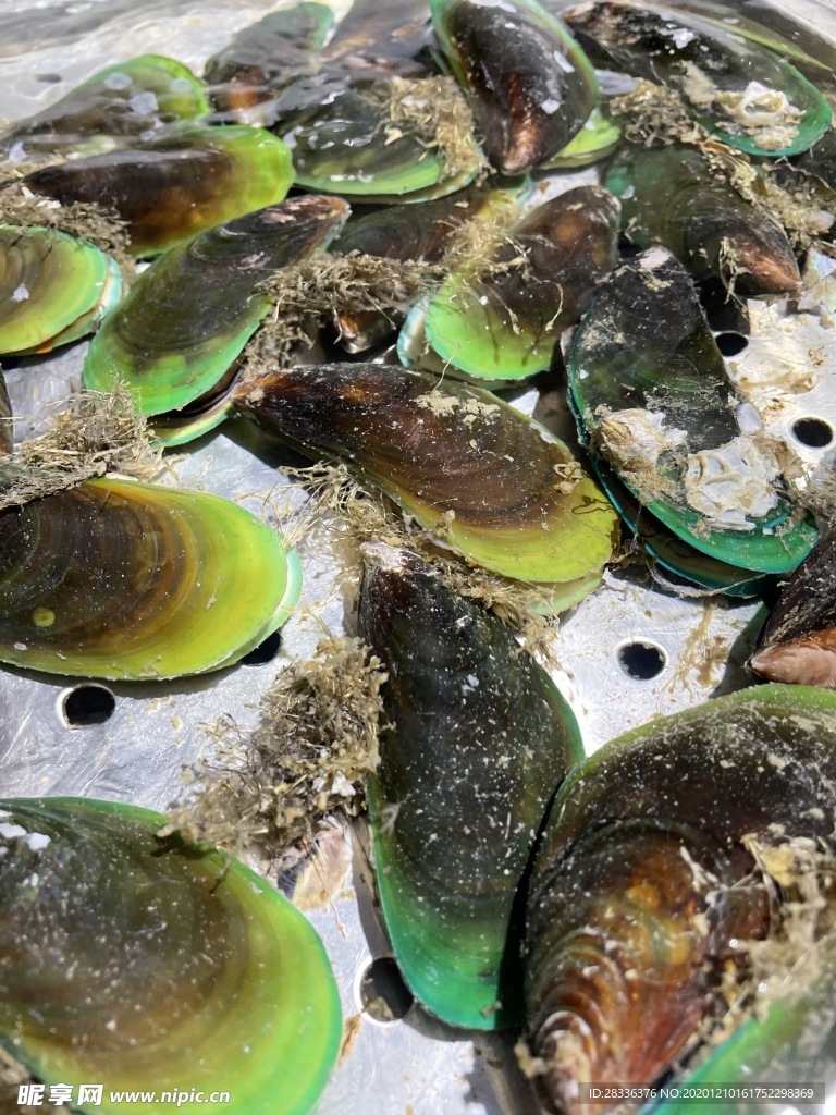 青口螺青口贝