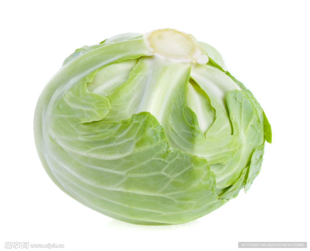 包菜
