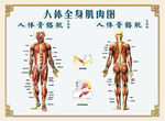 人体骨骼肌