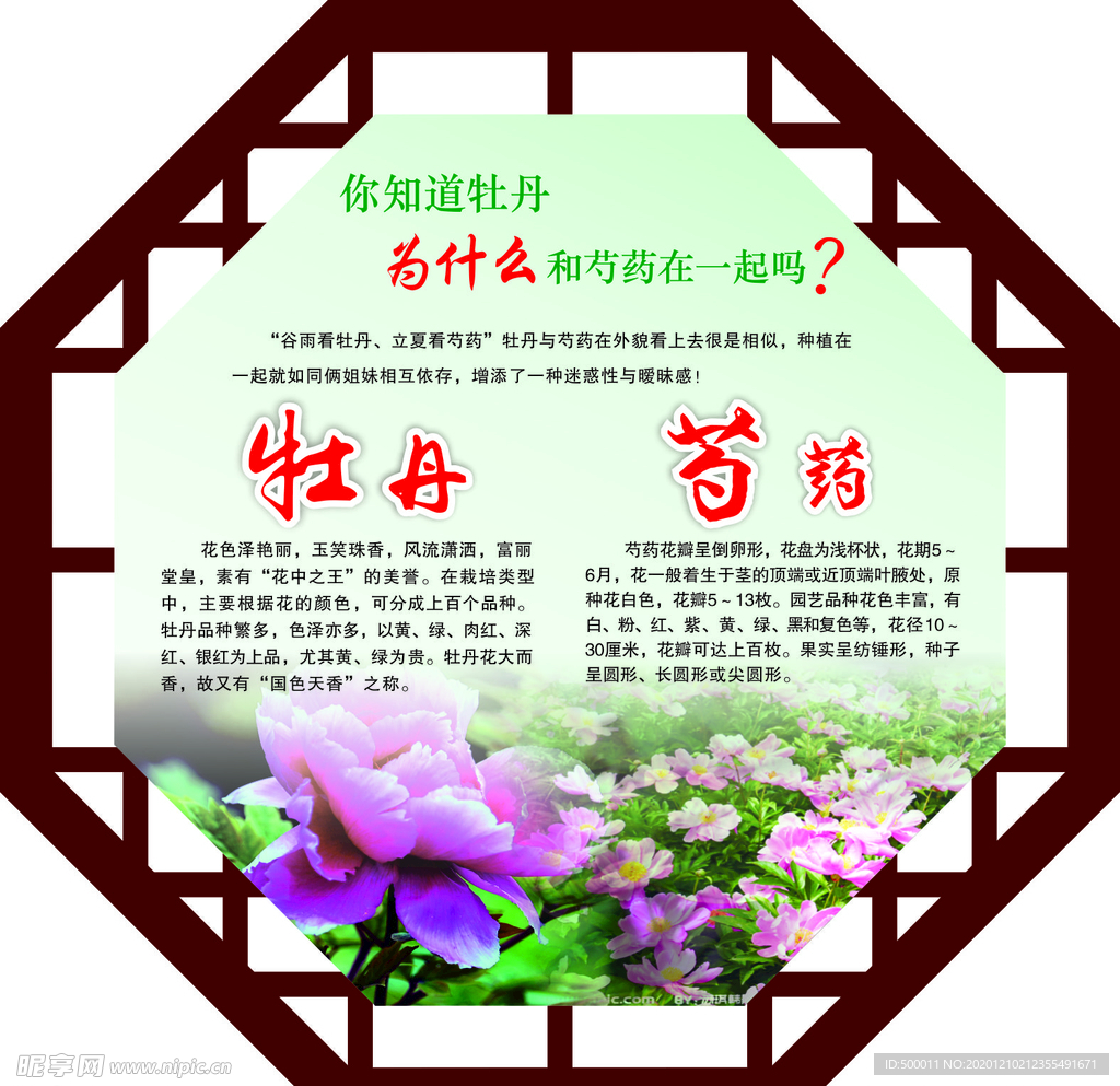 牡丹  芍药