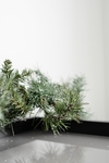植物 松针树