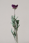 干花