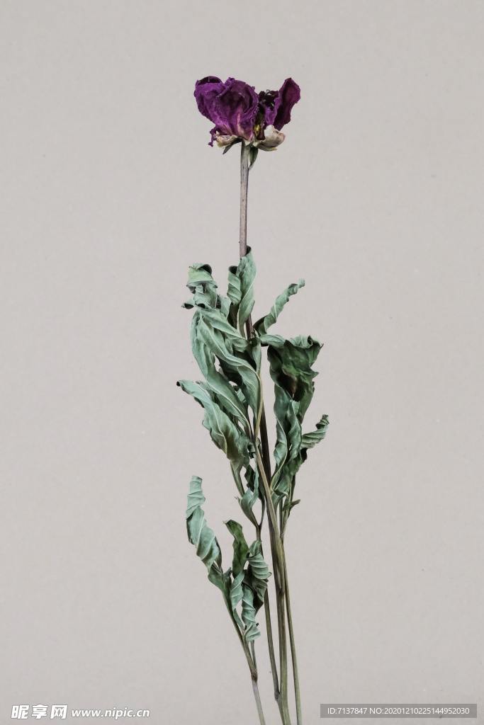 干花