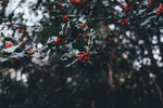 圣诞节