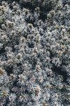 圣诞节