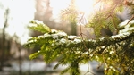 圣诞节