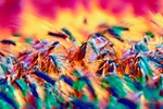 麦子