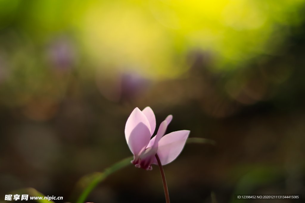 美丽的仙客来鲜花