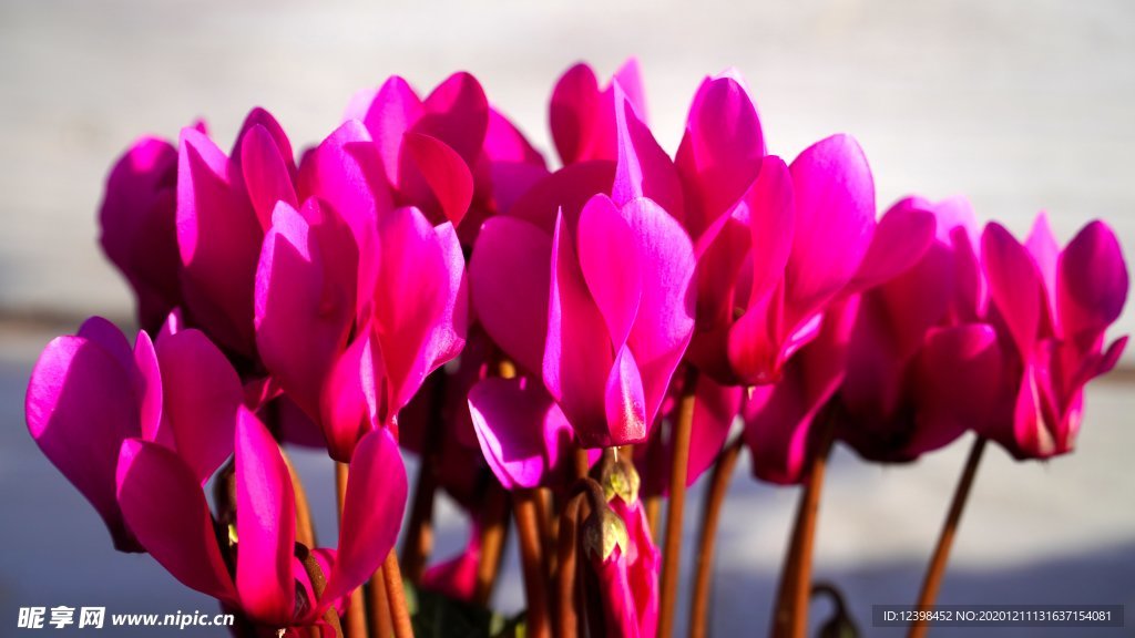 美丽的仙客来鲜花